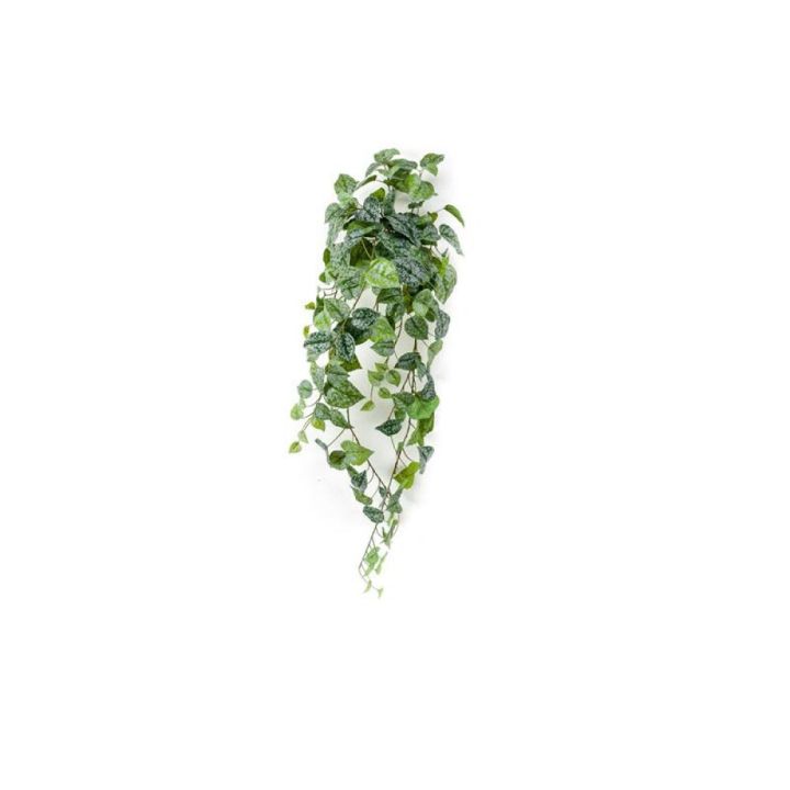 Gerviplanta Guldrake Emerald 90cm