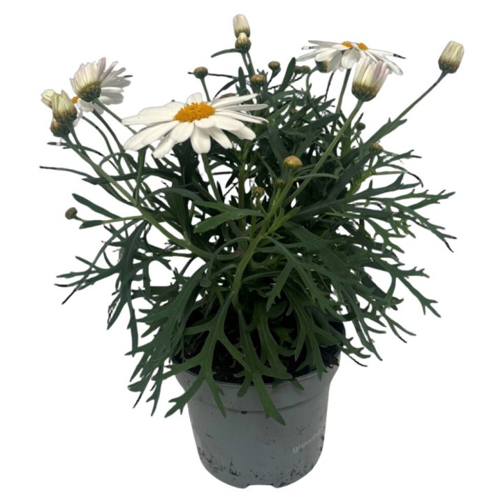 Krysantemum Chrysanthemum Frutescens 11cm