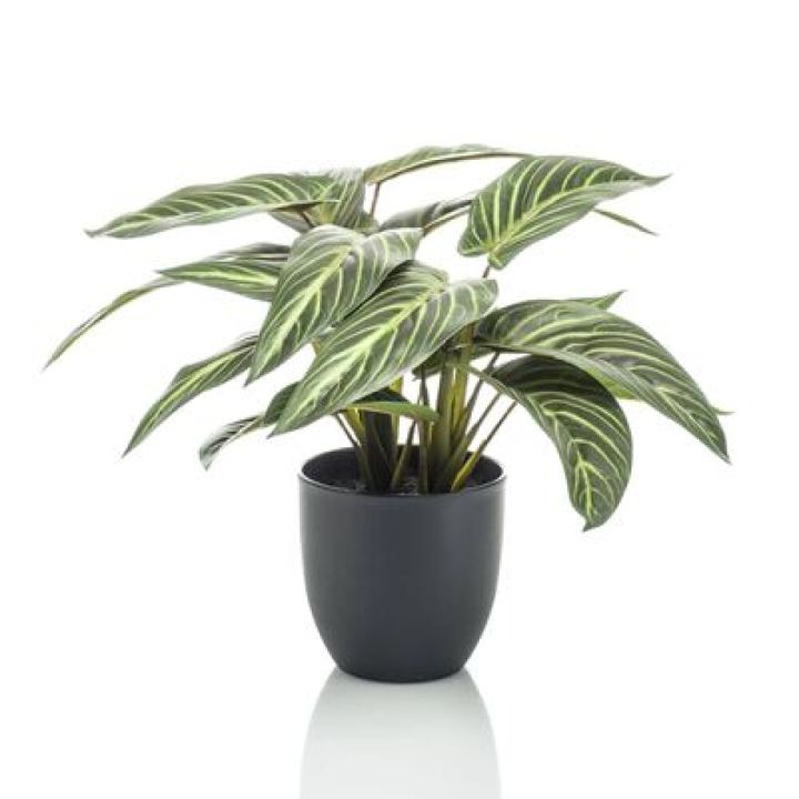 Gerviplanta Skellinöðrufjöður Calathea 38cm í potti