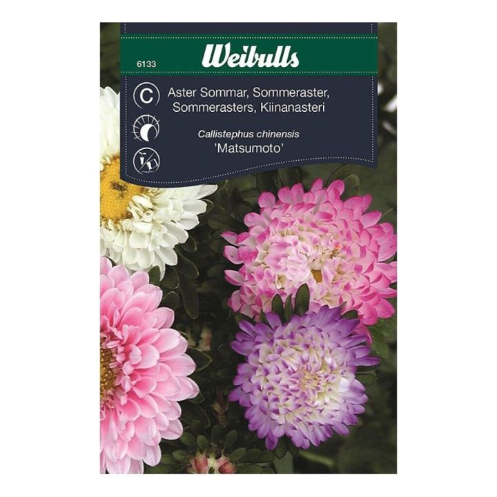 Sumarstjarna Matsumoto fræ Weibulls Callistephus chinensis