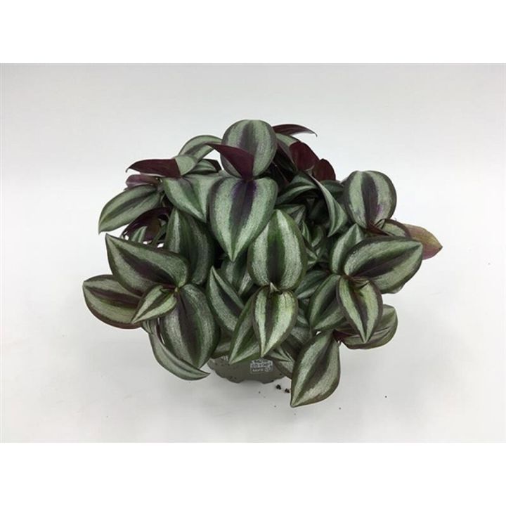 Skeiðarblóm Tradescantia albiflora 'Dark Green' 10cm