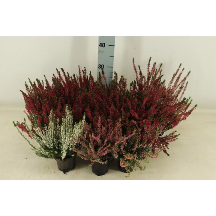 Beitilyng Calluna Vulgaris 9cm