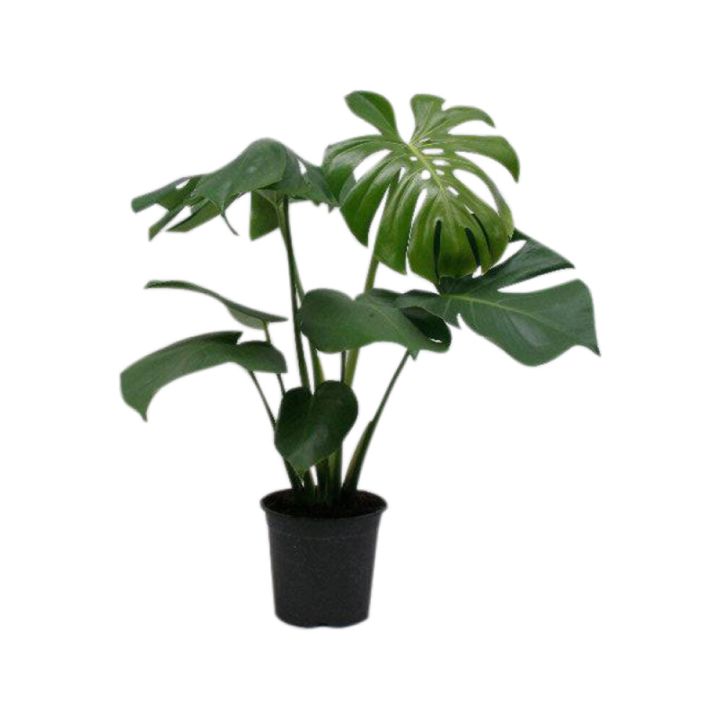 Rifblaðka Monstera deliciosa 21cm