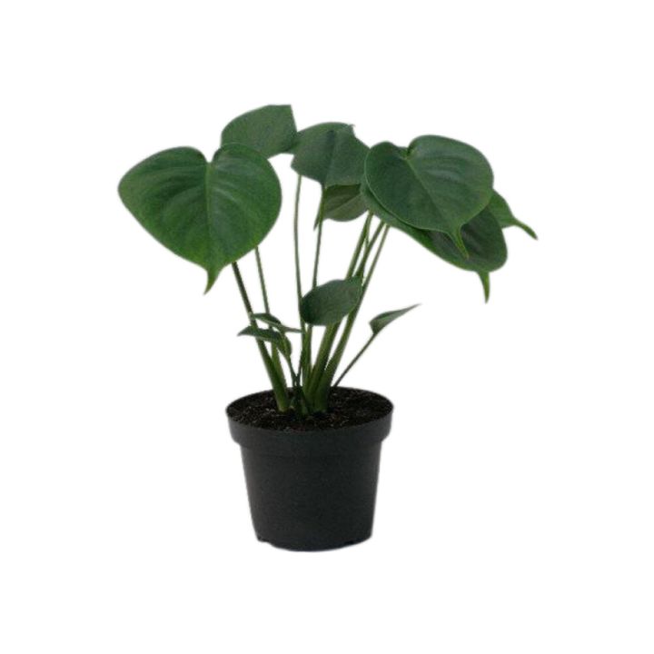 Rifblaðka Monstera 12cm