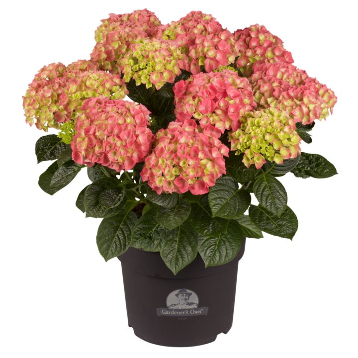 Hortensía Hydrangea 21cm Bleik