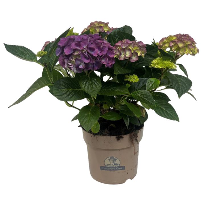 Hortensía Hydrangea 21cm blá