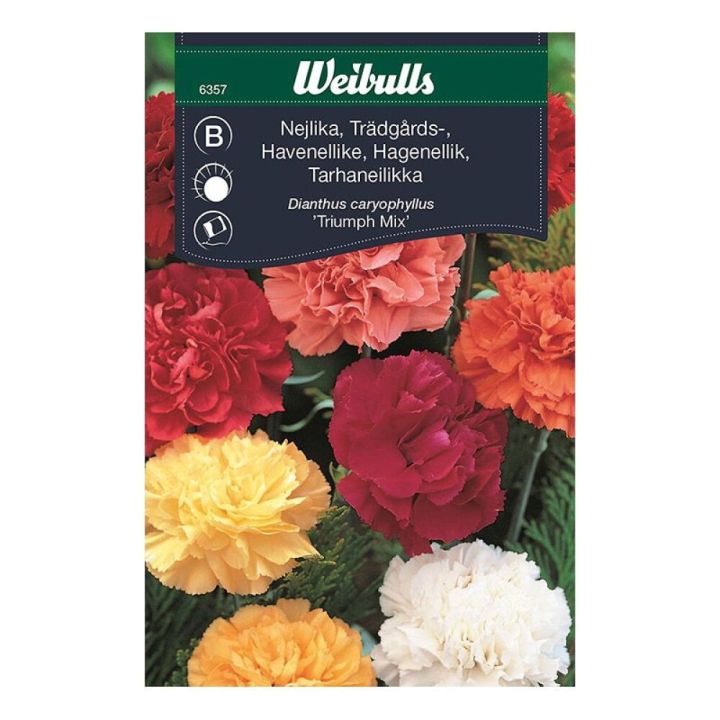 Nellikur blönduð fræ Weibulls Dianthus caryophyllus