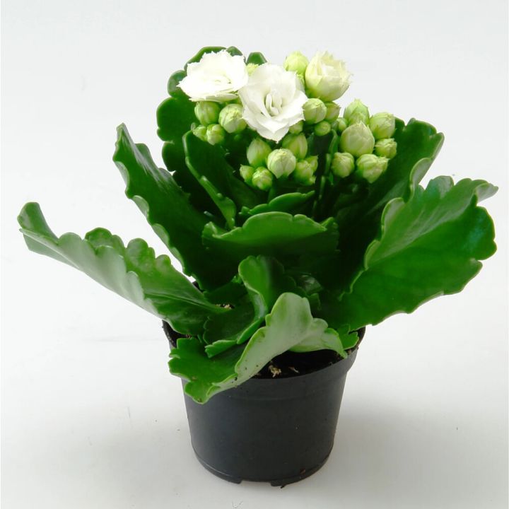 Kóraltoppur Kalanchoe 6cm 