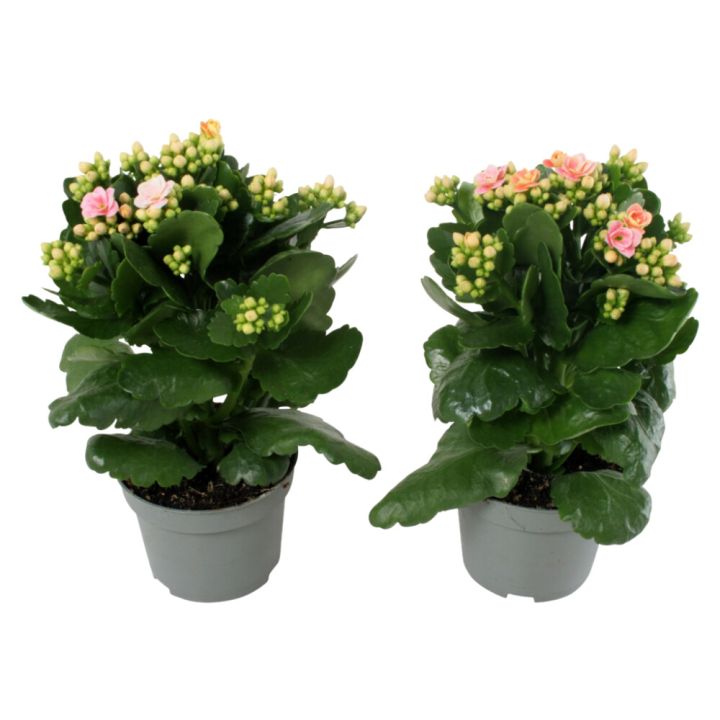 Kóraltoppur Kalanchoe 10,5cm Bleik