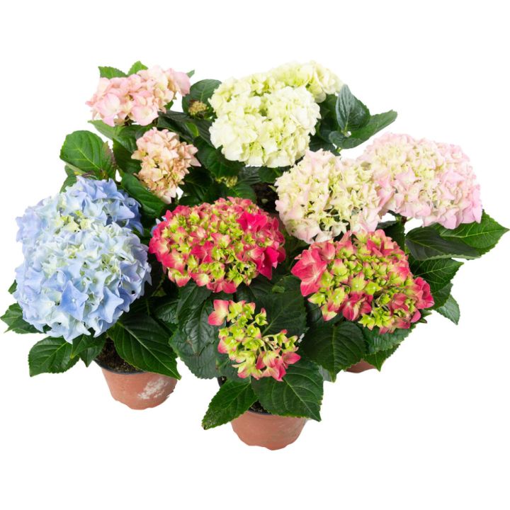 Hortensía 3-4 greinar Hydrangea 10,5cm margir litir