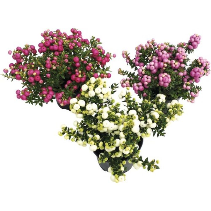 Eldlyng Pernettya mucronata 10,5cm margir litir