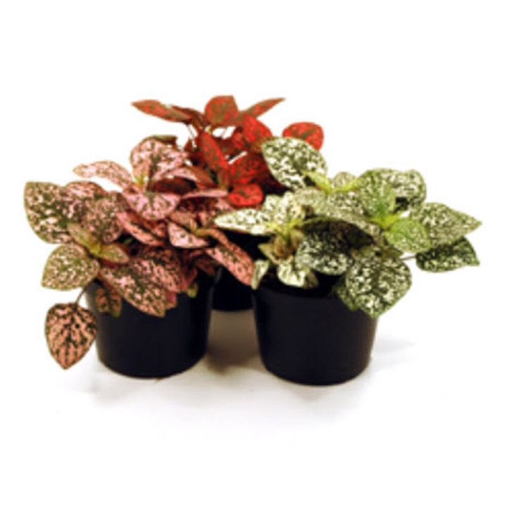 Freknulauf Hypoestes phyllostachya 11cm