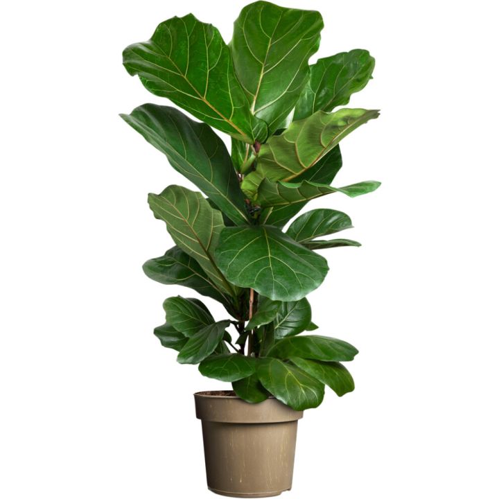 Fíkjutré Ficus Lyrata 24cm