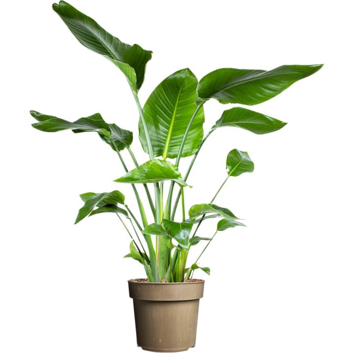 Paradísarfuglablóm Strelitzia nicolai 24cm
