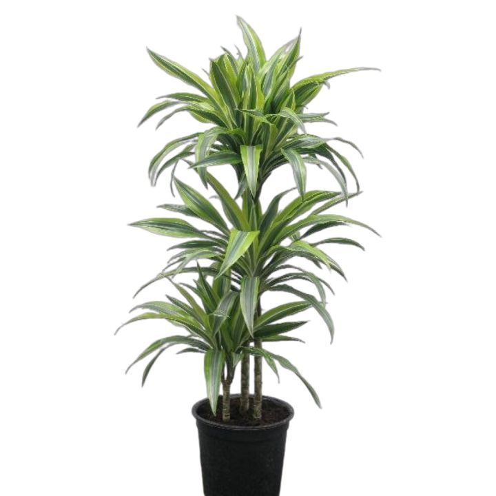 Drasena Dracaena deremensis 'Lemon Line' 24cm