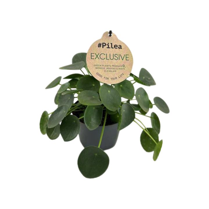 Peningaplanta Pilea Peperomioides 12cm