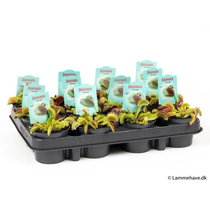 Piparskott Peperomia obtusifolia 12cm