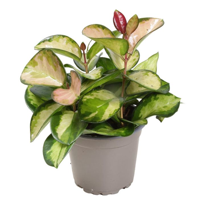 Kínavaxblóm Hoya carnosa 12cm