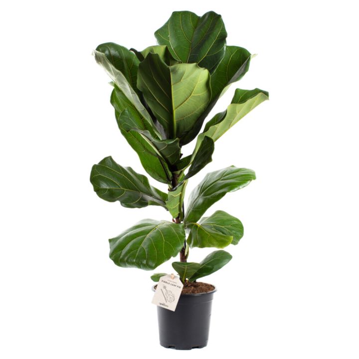 Fíkjutré Ficus Lyrata 17cm
