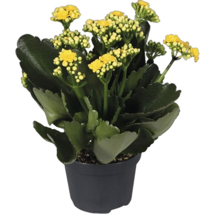 Kóraltoppur Kalanchoe 10,5cm gulur