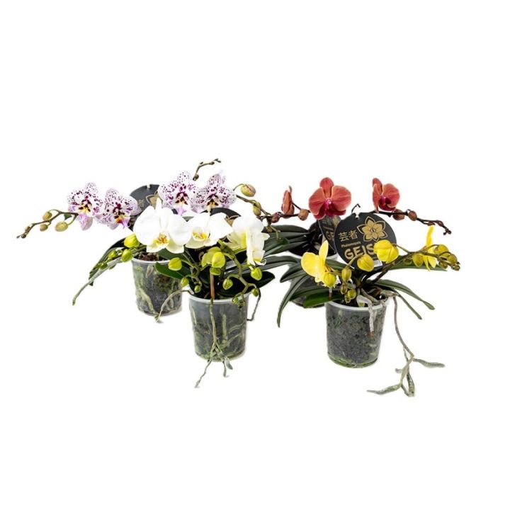 Orkídea Phalaenopsis 'Geisha' 12cm