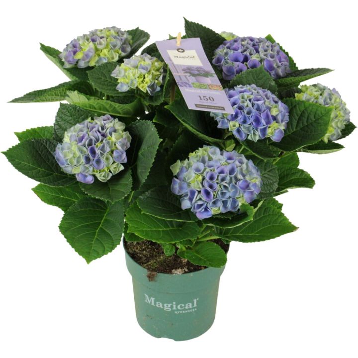 Hortensía Hyndangea 14cm Magical Revolution