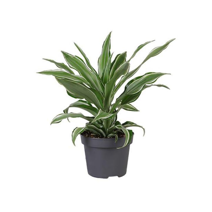 Drekatré Dracaena 12cm
