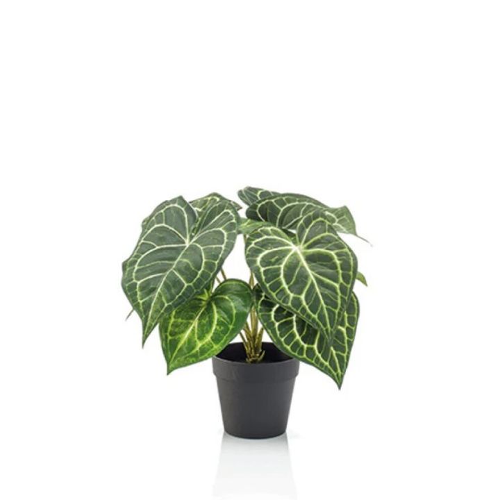 Gerviblóm Flamingóblóm  Anthurium 23cm