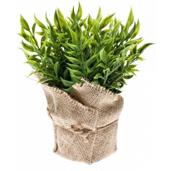 Gerviplanta Músaþorn Ruscus 20cm
