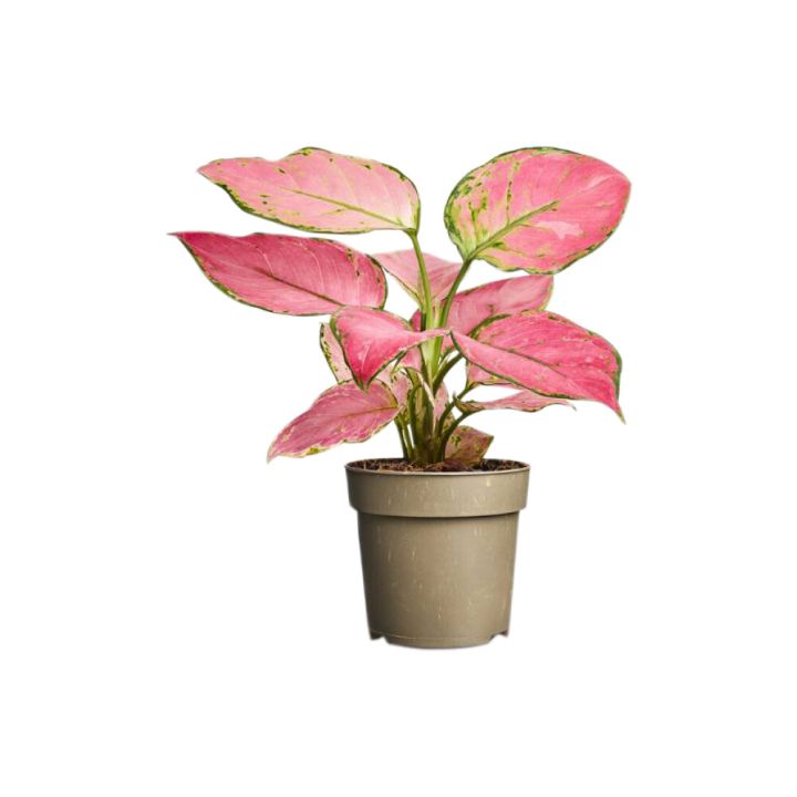 Kölluflekka Aglaonema Pinky 11cm