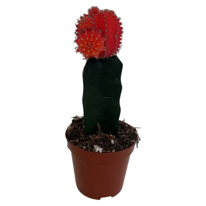Gymnocalycium 8,5cm