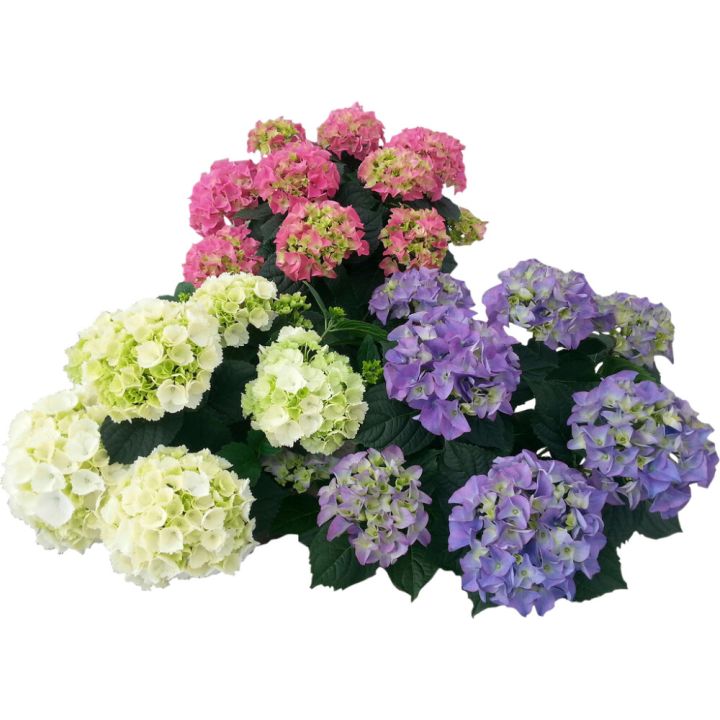 Hortensía 7+ greinar Hydrangea 23cm Margir litir