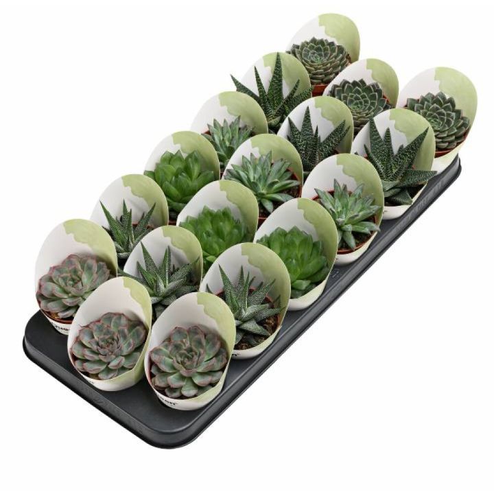 Þykkblöðunga blanda Succulent Mix 8cm