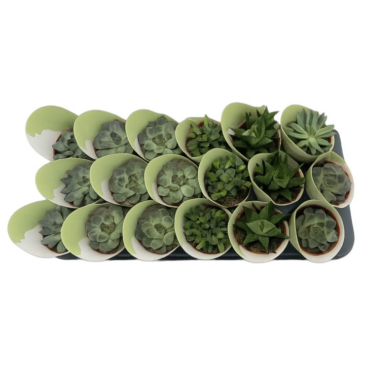 Þykkblöðunga blanda Succulent Mix 8cm