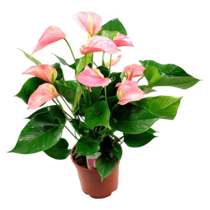 Freknulauf Hypoestes phyllostachya 6cm hvít