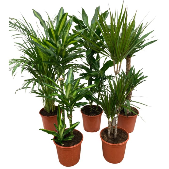 Grænar Stofuplöntur 125-150cm margar gerðir