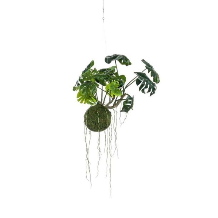Gerviplanta hangandi monstera Emerald 60cm