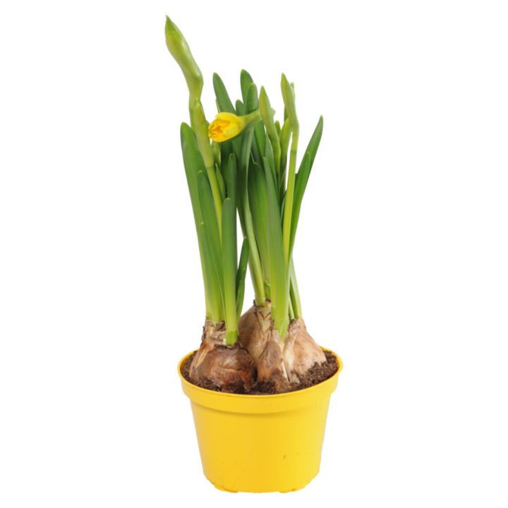 Páskalilja Narcissus 9cm