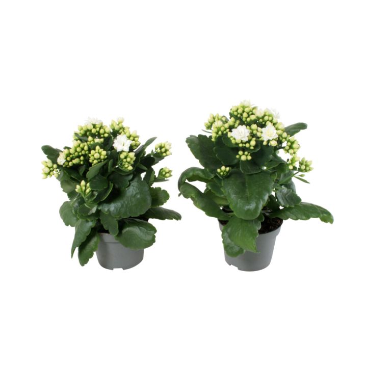 Kóraltoppur Kalanchoe 10,5cm Hvít