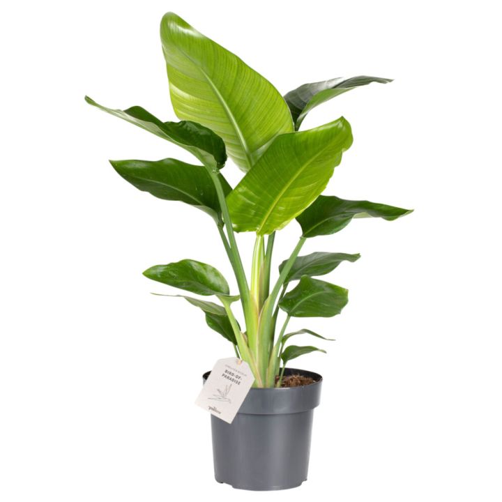 Paradísarfuglablóm Strelitzia Nicolai 17cm