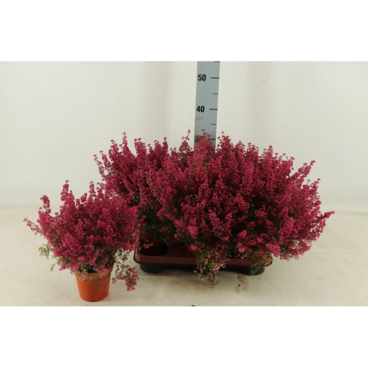 Erika Erica Gracilis 11cm