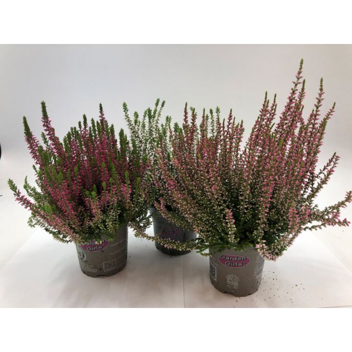 Beitilyng Calluna Vulgaris 11cm Garden Girls