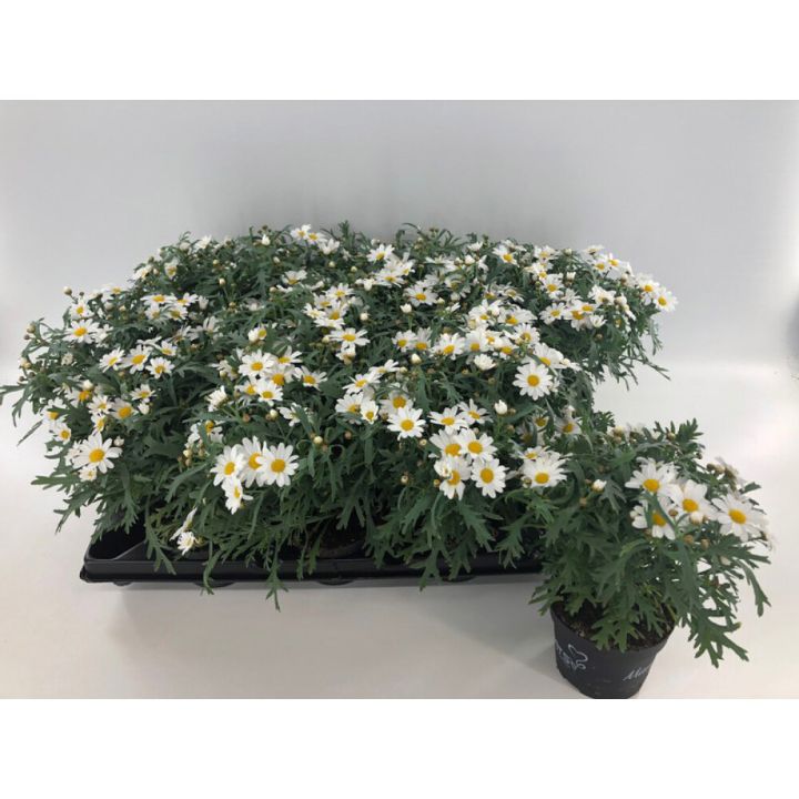 Krysantemum Chrysanthemum Frutescens 11cm
