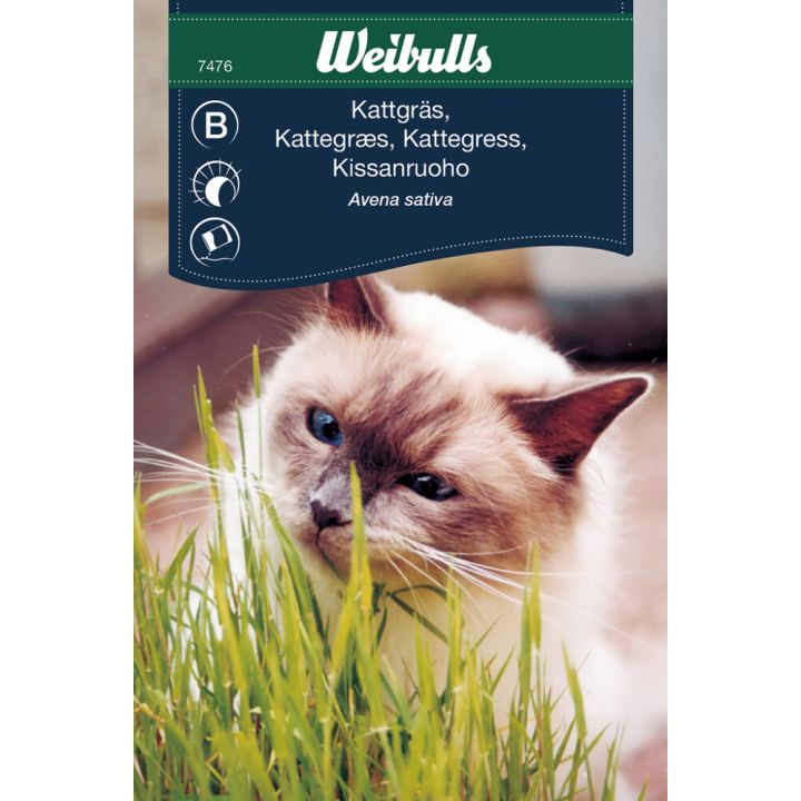 Grasfræ kattagras Weibulls