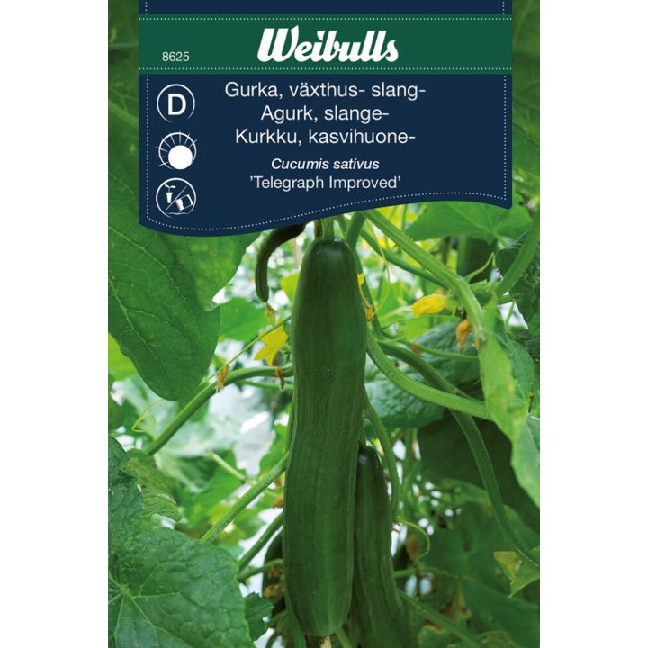 Grænmetisfræ agúrka Tekegraph Weibulls