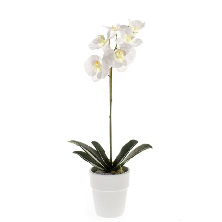 Gerviblóm orkidea Phalaenopsis Emerald 55cm hvít