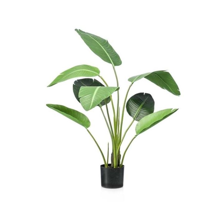 Gerviplanta Strelizia Emerald 120cm