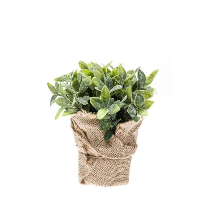 Gerviplanta Mint Emerald 19cm