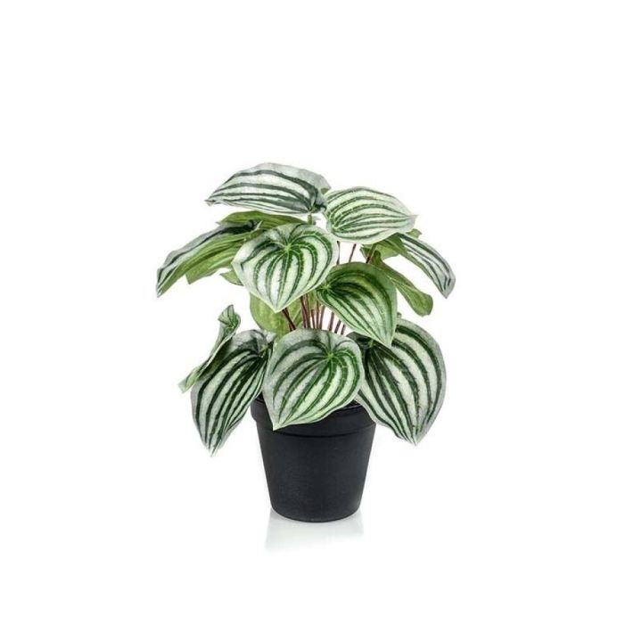 Gerviplanta Peperomia Emerald 25cm