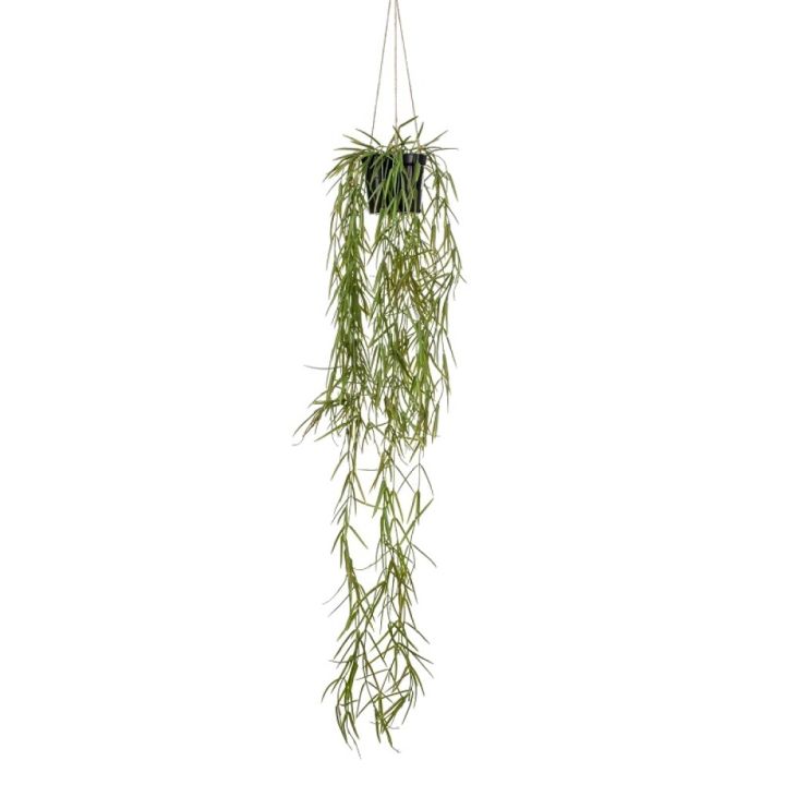 Gerviplanta hengi Hoya Emerald 80cm